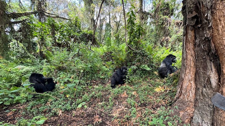 Gorilla safari